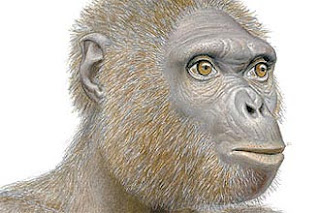 Ardi quem diria, trombeteada como 'elo perdido' da evolução humana, agora 'reles macaca' Ardi+-+Science