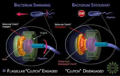 Flagelo bacteriano in situ: Darwin no explica a origem e nem a evoluo disso!!!  Flagellum+-+Zina+Deretsky,+National+Science+Foundation