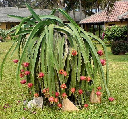 dragon fruit taste. Dragon fruit was introduced in