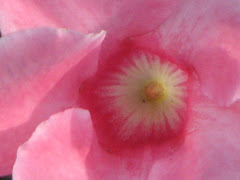 Mandevilla