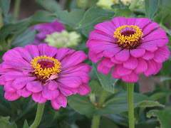 Zinnias 2009