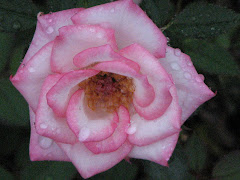 Miniature Rose - Child's Play