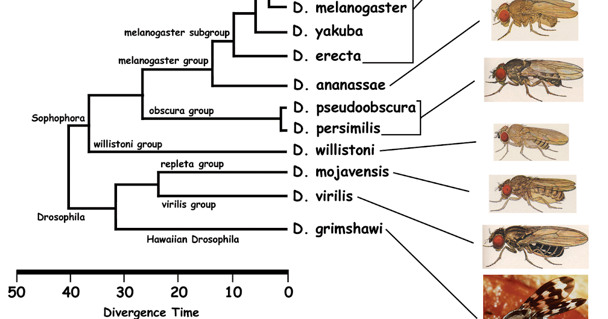 Drosophila Melanogaster Taxonomia