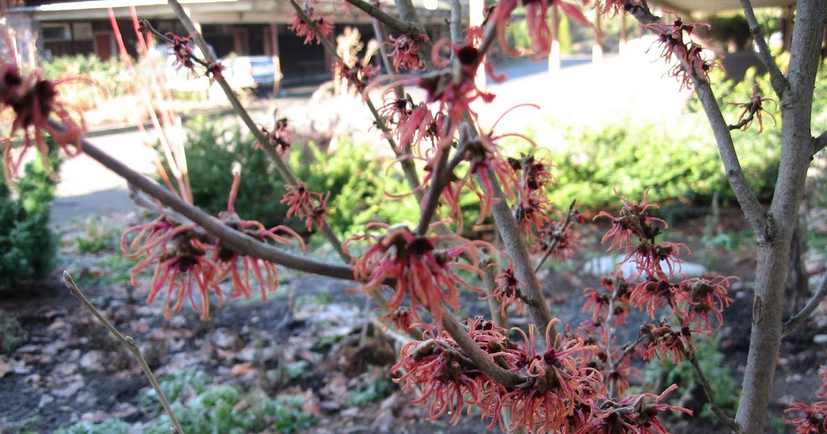 Moonstone Gardens Appreciating Winter
