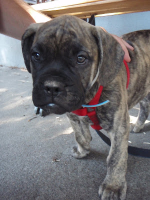 Pitbull Bull Mastiff
