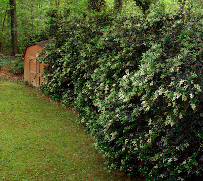 Privet Wikipedia