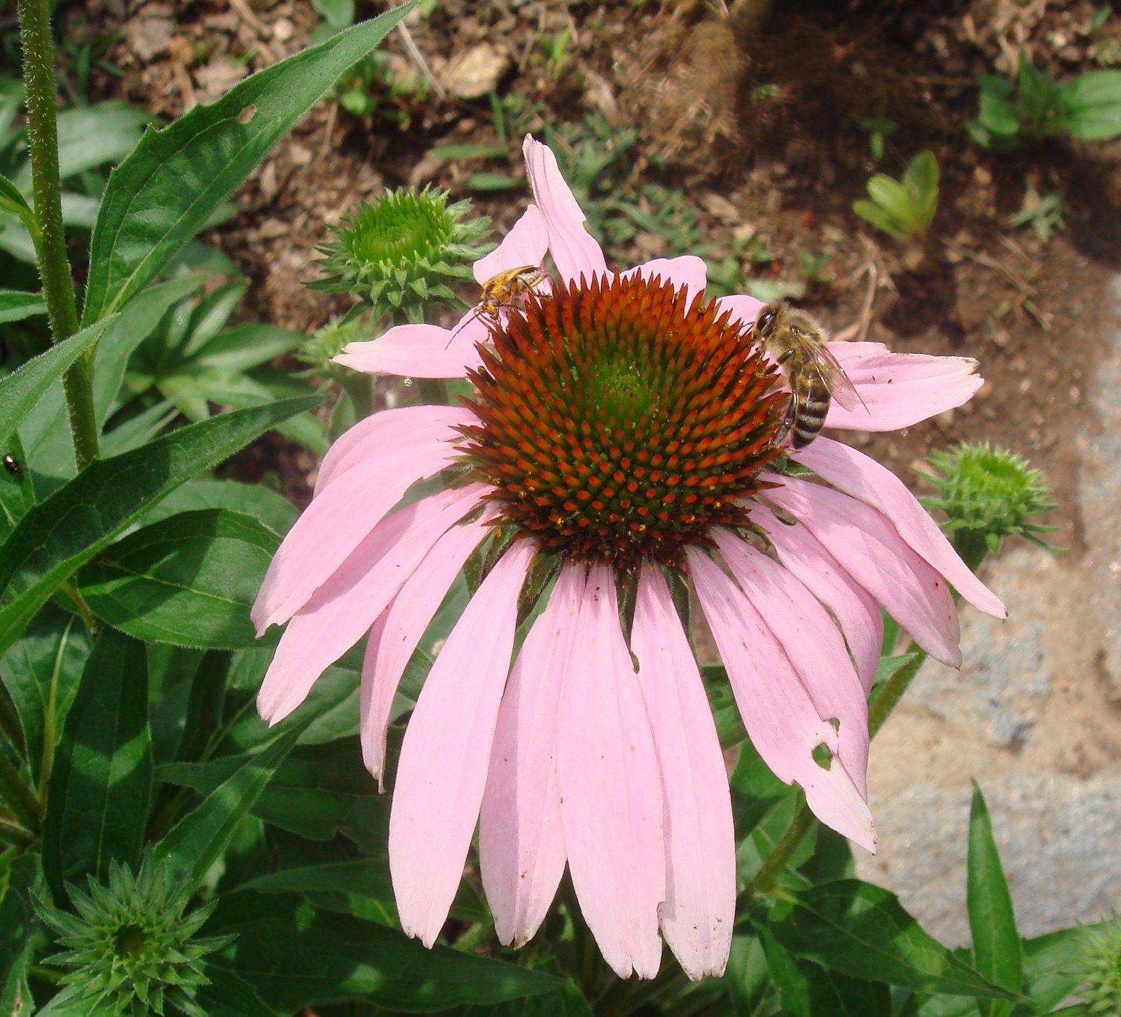 [DSC00534.JPG]