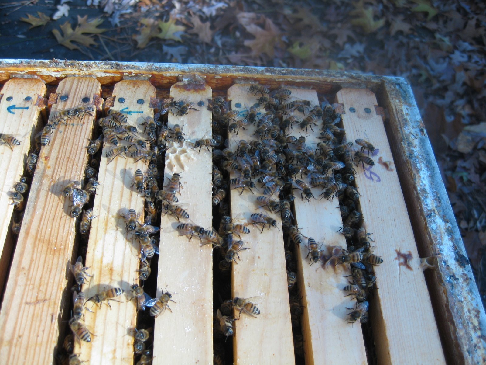 [bees+013.jpg]