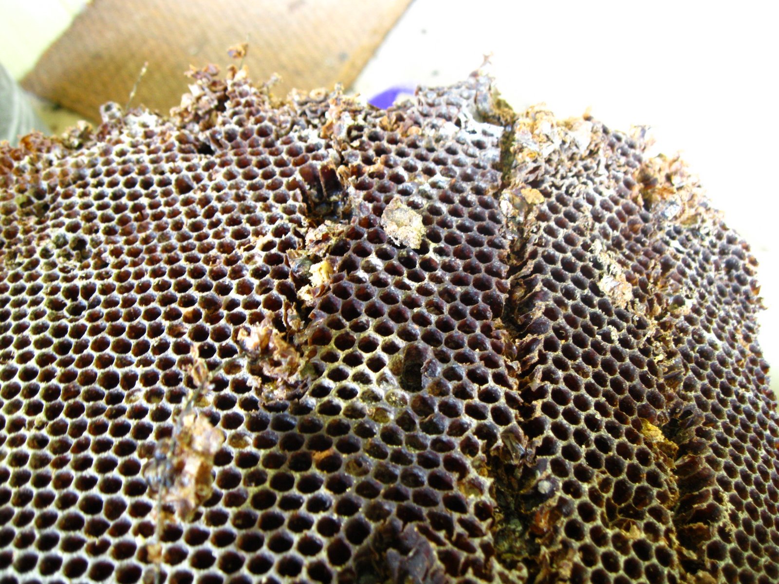 What do bees make wax What do bees make wax