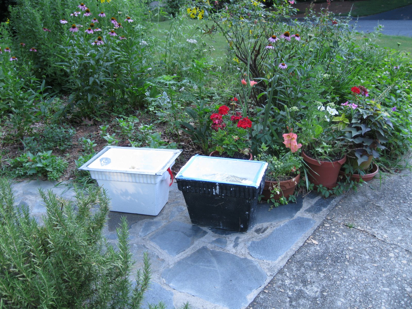 Linda39s Bees Using The Solar Wax Melter Linda39s Bees Using The Solar Wax Melter