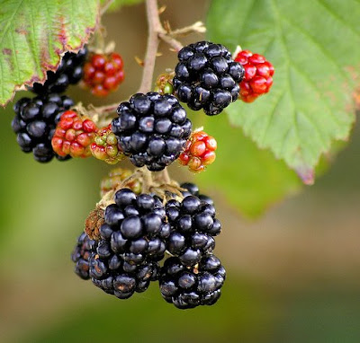 blackberry picking seamus heaney General notes background the poem is largely autobiographical in content heaney was brought up on a farm in northern ireland and no doubt participated in the blackberry-picking he describes throughout the poem when he was a child. blackberry picking seamus heaney General notes background the poem is largely autobiographical in content heaney was brought up on a farm in northern ireland and no doubt participated in the blackberry-picking he describes throughout the poem when he was a child.