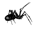 storefront special spider spray