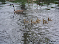 Goose mom with her babies out in the water where they belong