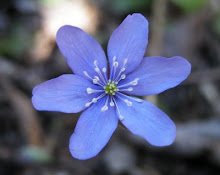 La  flor mágica...