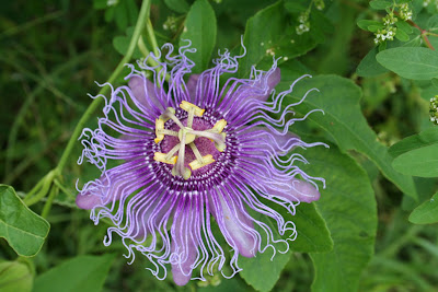 Site Blogspot  Yard Flowers on Yard Is Another Great Vertical Green Species Passion Flower Or