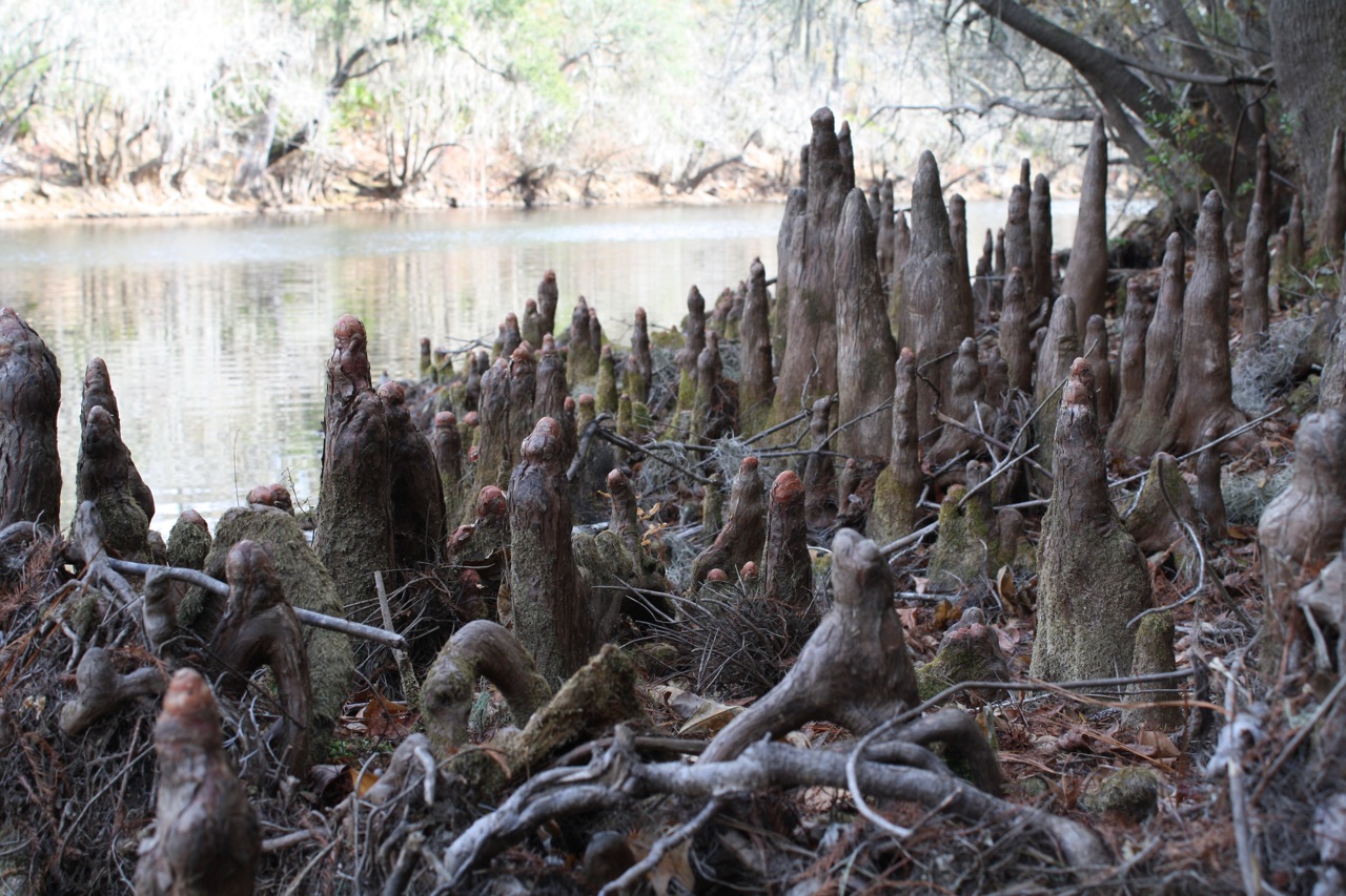 Nature urbaine / Urban Nature Pneumatophore (Fr) Cypress Knees