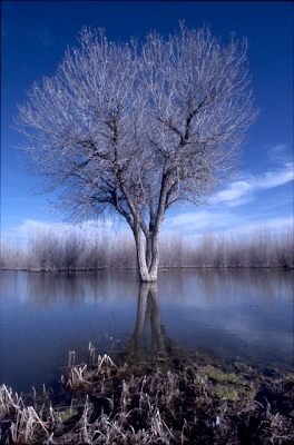 L'albero del bosco apache