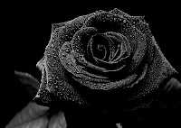 La Rose Noire de Daubmir