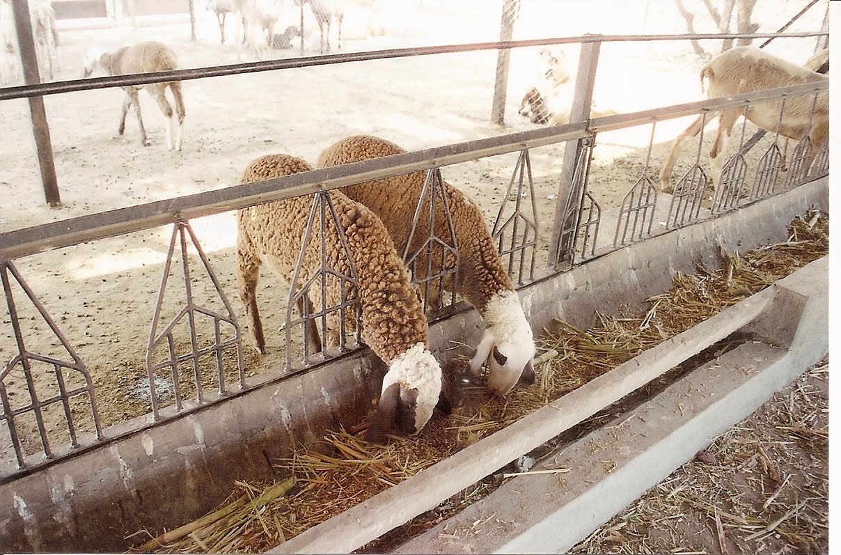 Indian+goat+farm