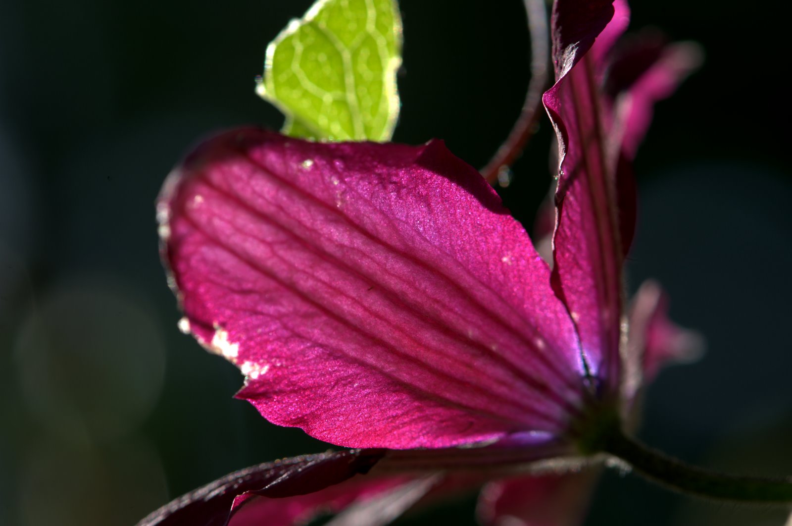 [0335+clematis+and+light.jpeg]