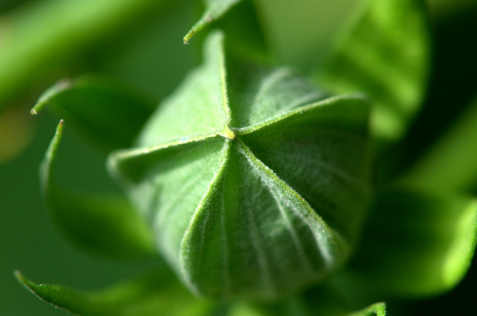 [0295+mallow.jpeg]