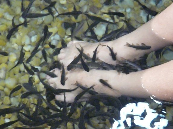 [Dr+Fish+4-718593.JPG]