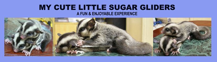 My Cute Sugar Gliders