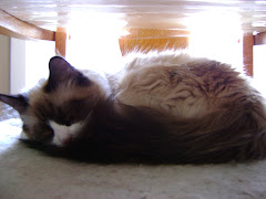 Simon