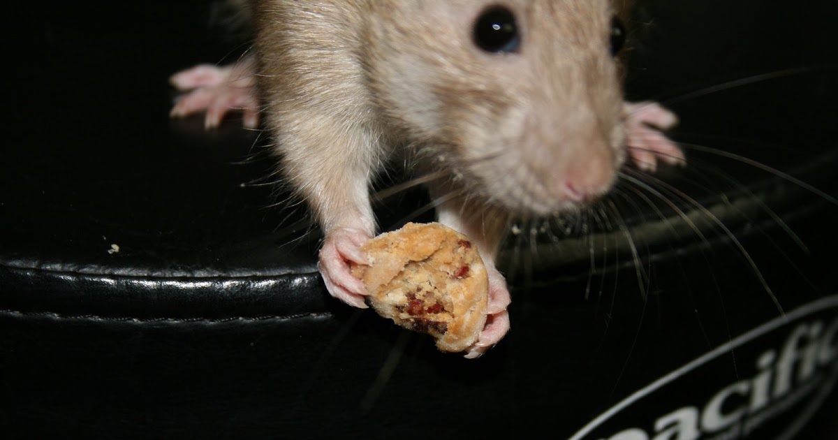 Pet Rats Homemade treats