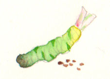 [Wasabi-and-Sesame.jpg]