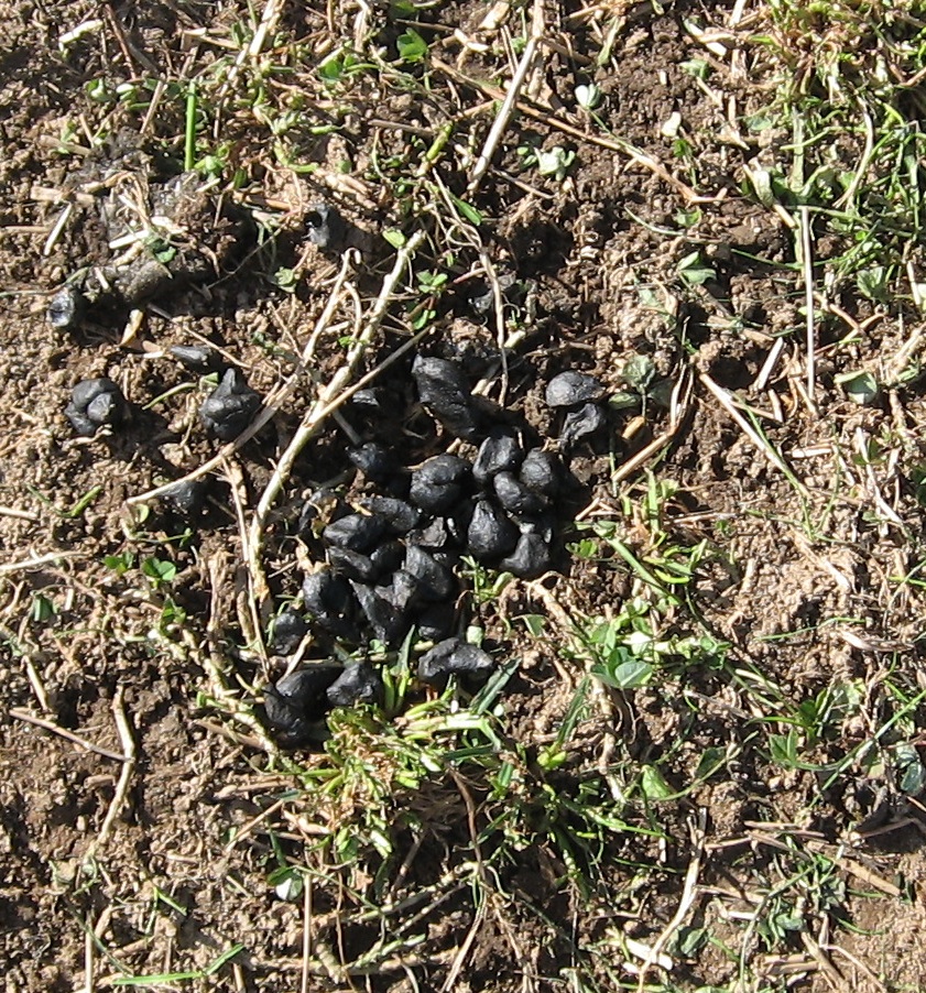 Sheep Poop