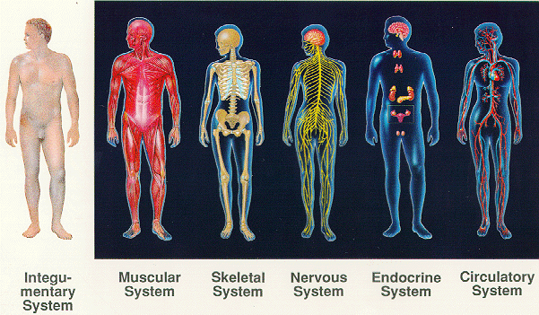 katawanmoko: Body 101: Organ systems