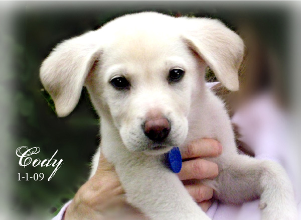 Doggies+and+puppies+white+plains