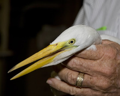 Baby Great Egret
