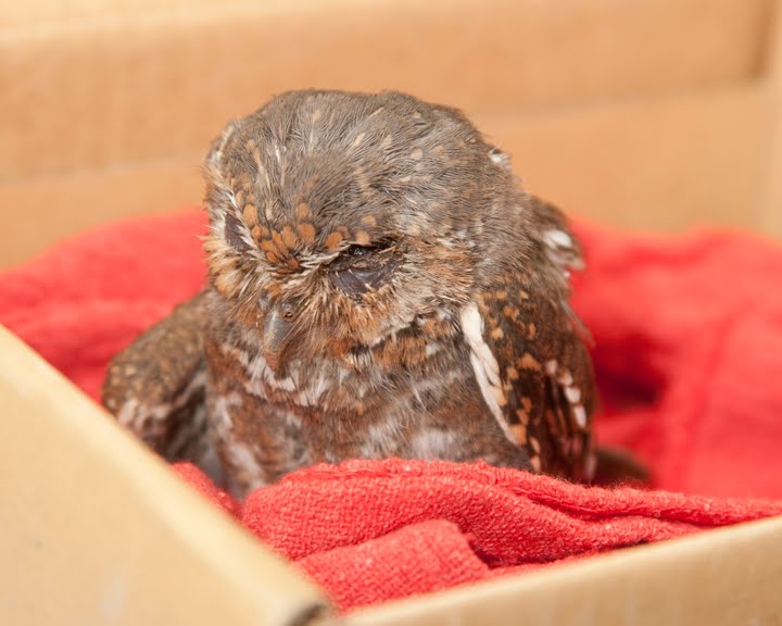 Tiny Elf Owl