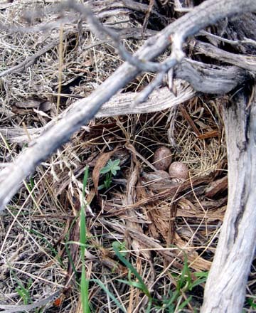 Spotted Towhee Nest