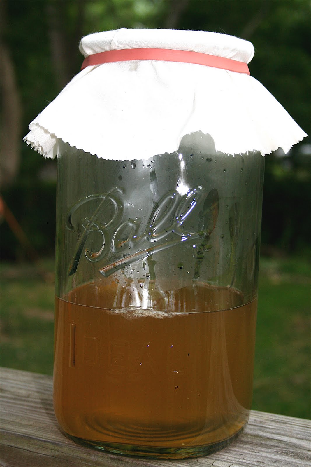 Moment to Moment Grow your own Kombucha Mother.