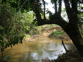 Un poco de selva