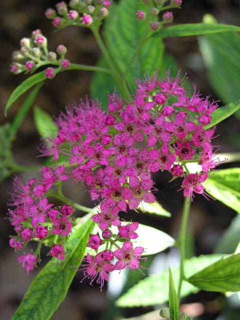 Its Time Spirea Butterfly Bush And Lifting A Tree S Canopy