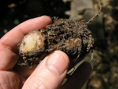 The Lazy Shady Gardener: March 2010