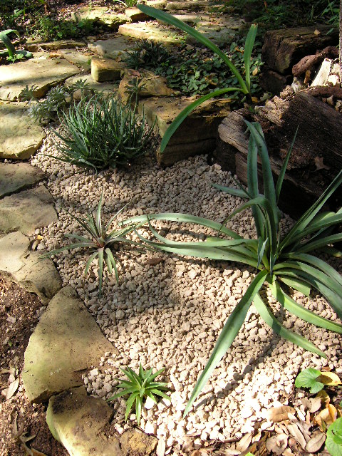 The Lazy Shady Gardener: New Succulent Bed
