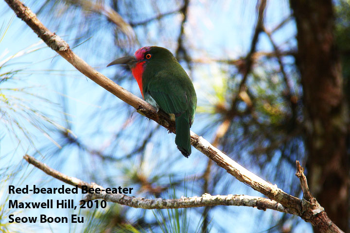 [beeeater_redbearded1.jpg]