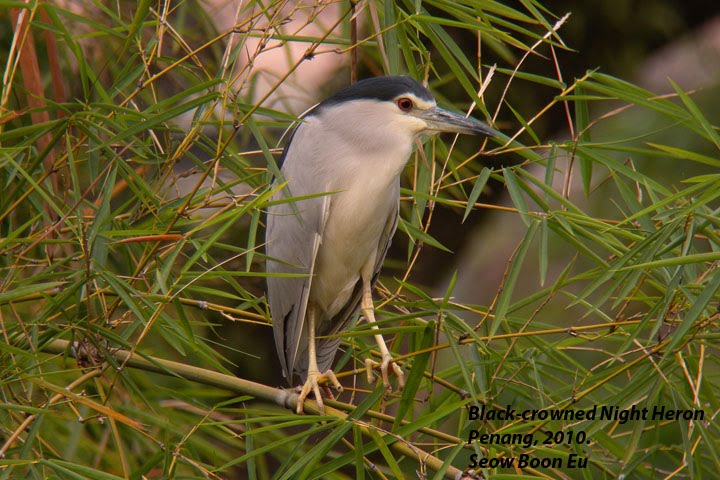 [nightheron_bc2.jpg]