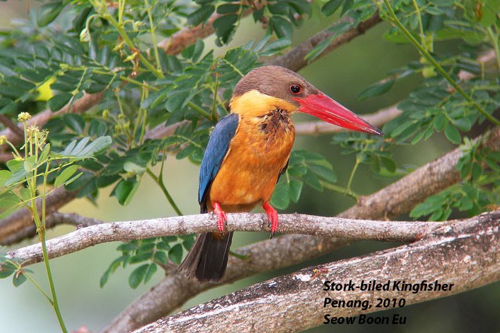 [kingfisher_storkbilled.jpg]