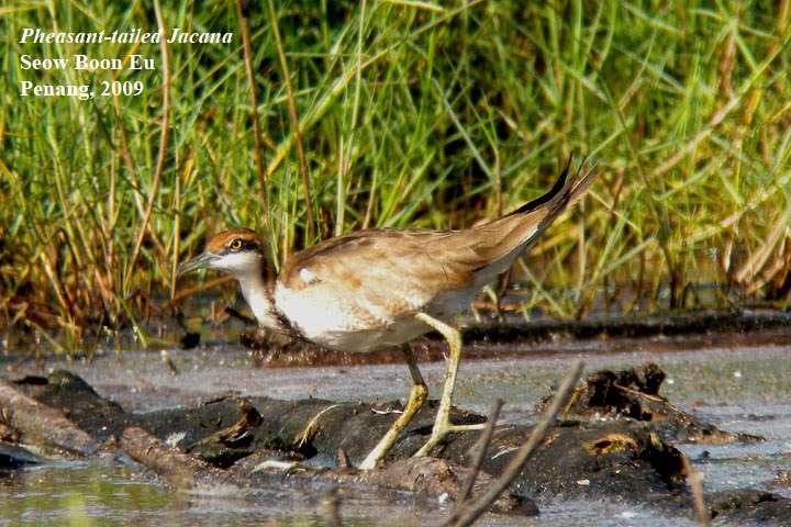[jacana_pt1.jpg]