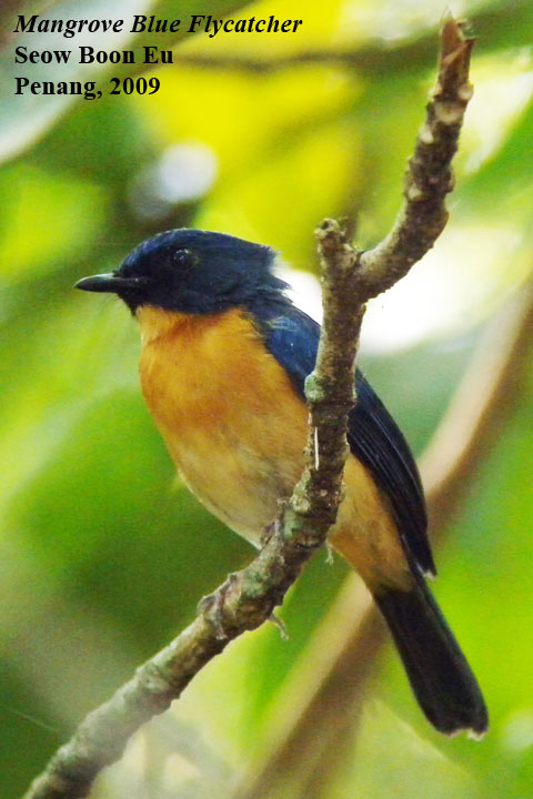 [flycatcher_mangroveblue.jpg]