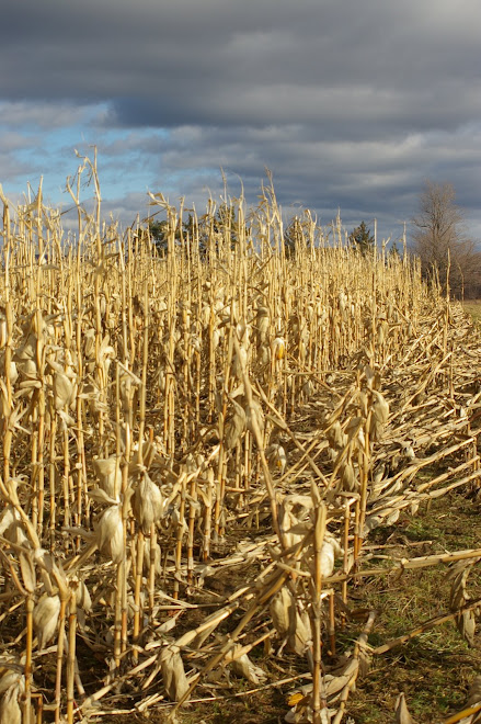 Corn