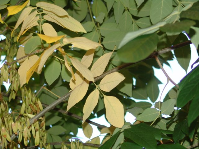 [white+ash+4.JPG]