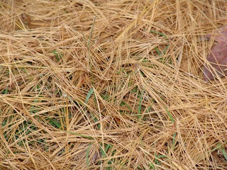 Urban Science Adventures! ©: February 2009