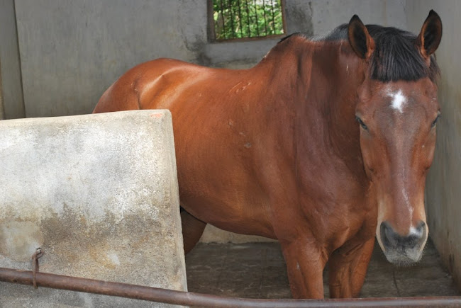 The Horses in the School stable (5)